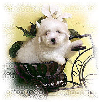 Coton de Tulear Puppy Enjoying First Springtime Coton de Tulear Puppy Enjoying First Springtime
